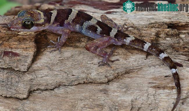 Tắc kè ngón cong Cyrtodactylus phnomchiensis ở Campuchia.