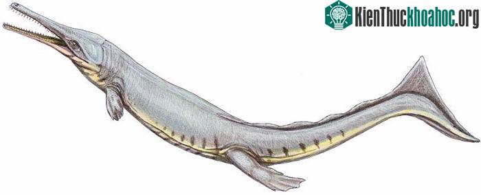 Thalattosuchia tự thay đổi cấu trúc cơ thể để thích nghi với cuộc sống ở đại dương