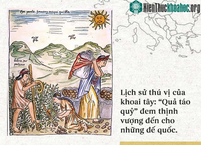 Khoai tây không phải một loài cây lương thực bản địa ở Châu Âu.