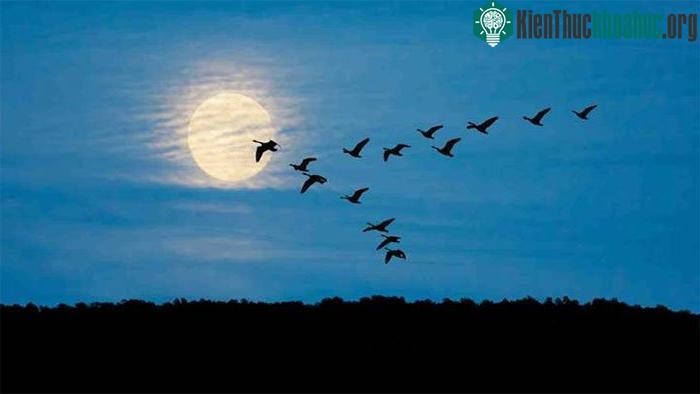 Di cư theo mùa là loại di cư phổ biến nhất ở chim.