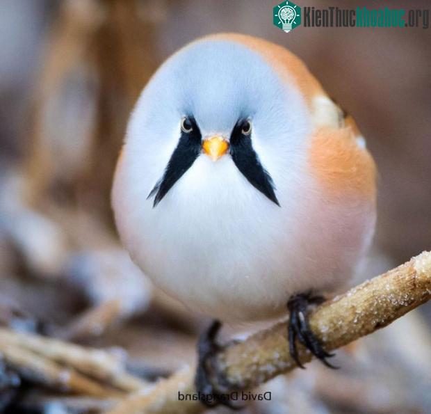Loài chim này có tên gọi là Bearded Reedling