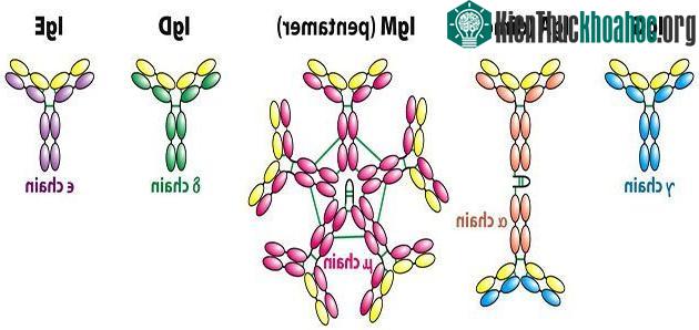 Kháng thể là gì? Vai trò và sự hình thành kháng thể ảnh 0