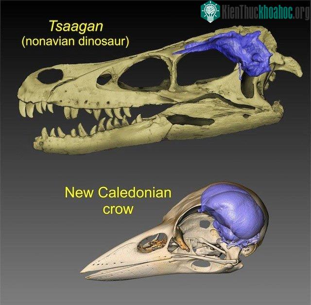 Hình ảnh tưởng tượng về endocast của khủng long và chim ngày nay.