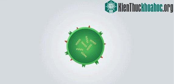 Tổ tiên của virus tự đơn giản hóa bản thân nó và trở thành virus bây giờ.