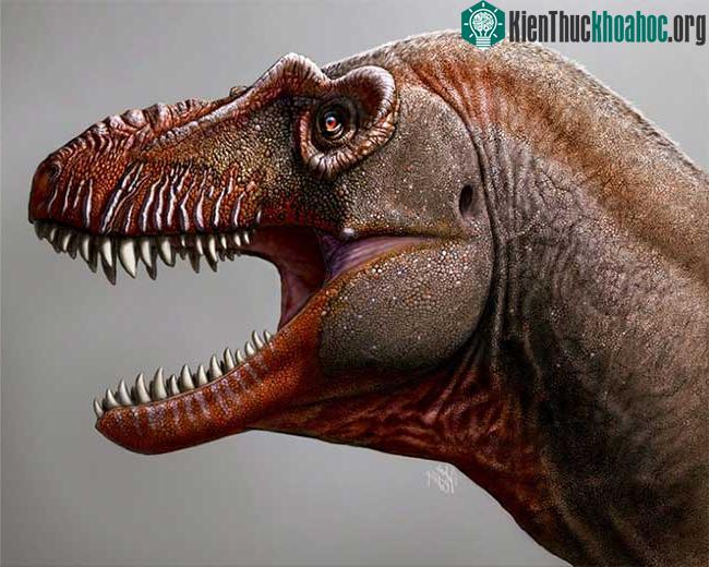 T. degrootorum là động vật săn mồi đỉnh bảng cách đây khoảng 80 triệu năm