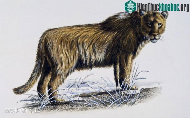 Sinh vật này nên được xếp vào loài sư tử chứ không phải hổ như trước kia.