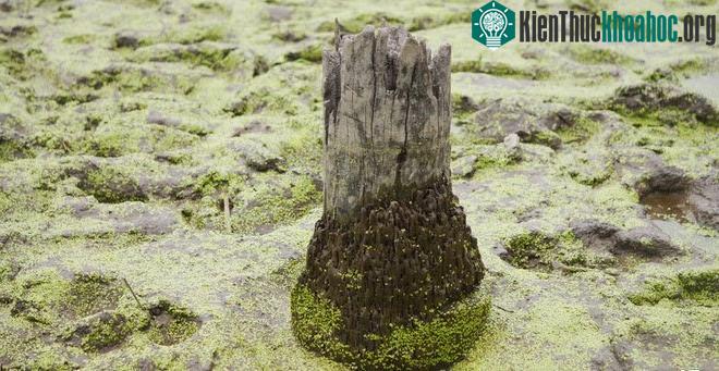 Một chiếc cọc phát lộ khi ao cá hút cạn nước. (Ảnh: Nguyễn Dương).