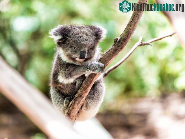 Phần lớn năng lượng của Koala đã phải dùng để… tiêu hóa rồi, tốt nhất là hạn chế vận động.
