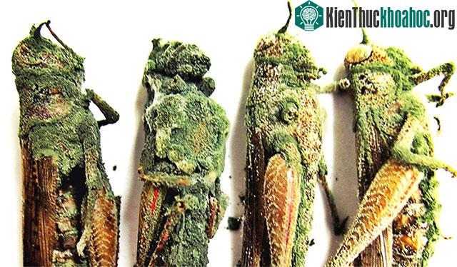Châu chấu bị nấm thây ma xanh ăn từ trong ra ngoài.
