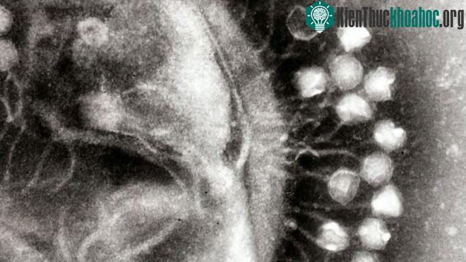 Những virus khổng lồ này thường được tìm thấy trong các con amip.