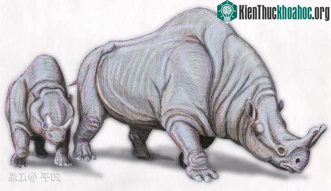 Menodus.