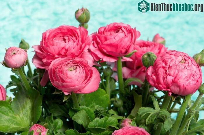 Hoa mao lương ngoài tên gọi này ra thì nó còn có tên gọi khác là hoàng liên.