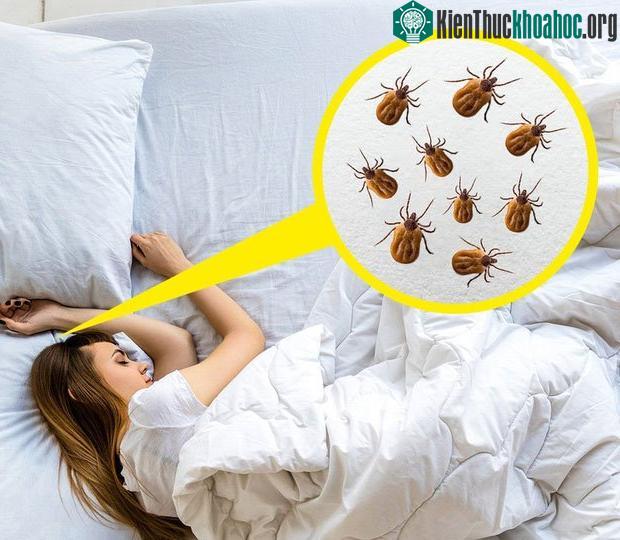 Sử dụng 1 chiếc gối trong thời gian dài