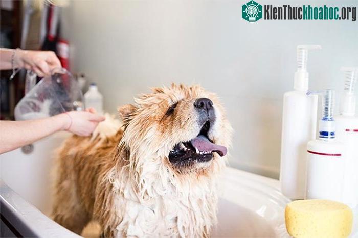 Nếu chú chó nhà bạn có bệnh về da, tắm quá thường xuyên có thể làm tình trạng trầm trọng thêm.