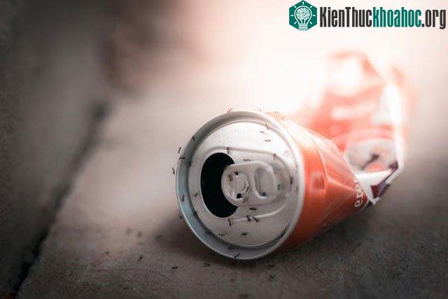 Lau bề mặt bằng giấm có thể tẩy được vết hóa chất mà kiến để lại làm dấu hiệu cho đàn di chuyển thành hàng.