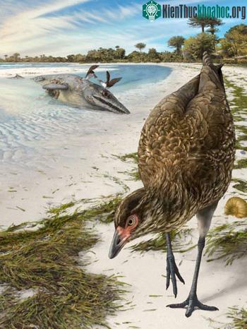 Chim Asteriornis maastrichtensis có thể từng sống ở bờ biển. (Ảnh: BBC).