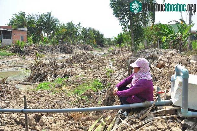 Trước tình trạng hạn mặn này, dự báo có 80.000 ha cây ăn trái bị ảnh hưởng.