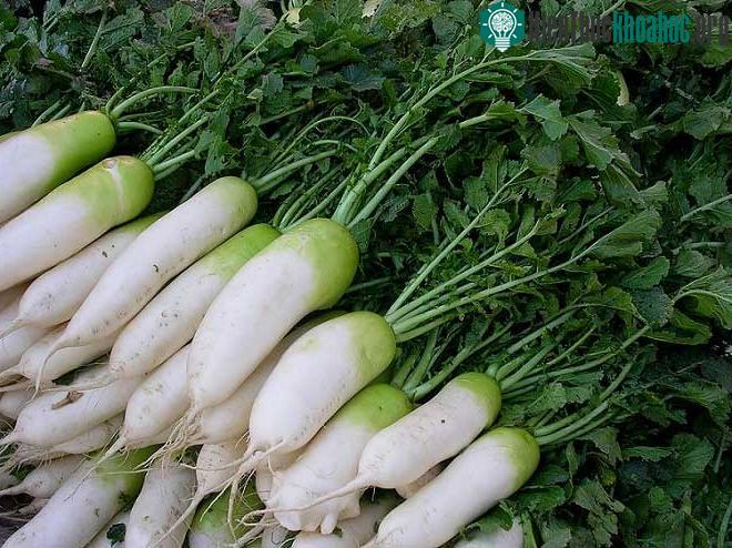 Kết hợp với củ cải sẽ phá hủy vitamin C trong dứa.