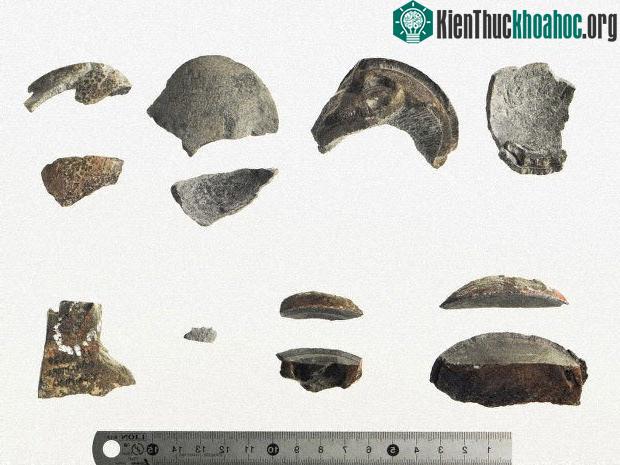 Những phần còn lại của quả trứng hóa thành. Dựa trên những mảnh vỡ này, nhóm tác giả kết luận đây là trứng khủng long của một loài hoàn toàn mới. (Ảnh: Mainichi).
