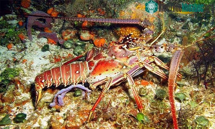 Tôm hùm chủ động tránh xa cá thể bị ốm trước thời gian lây bệnh.
