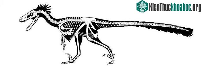 Cấu trúc xương của D. notohesperus.