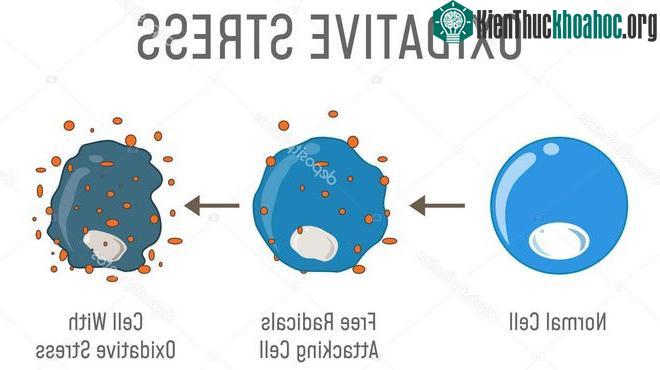 Các nhà khoa học phát hiện ra rằng ROS có thể tấn công và phản ứng với DNA.