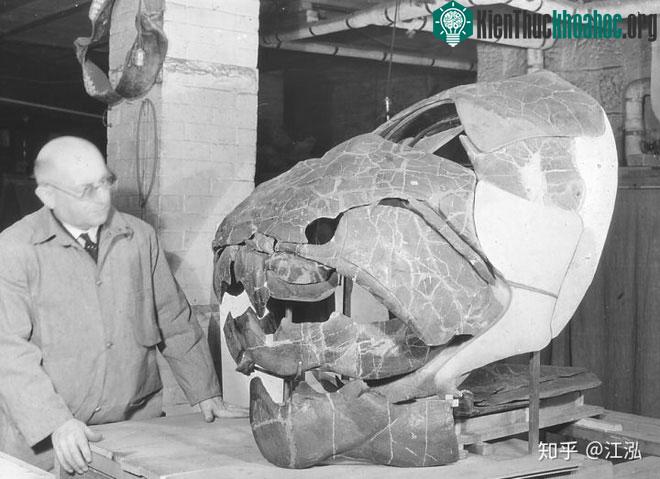 Hộp sọ khổng lồ của cá Dunkleosteus.