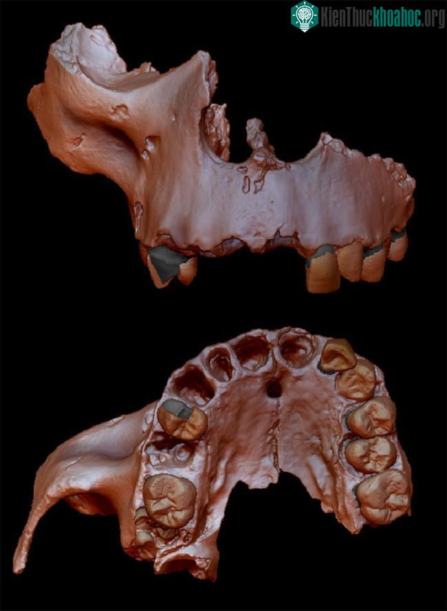 Tái hiện mẫu vật của Homo antecessor được tìm thấy tại Tây Ban Nha.