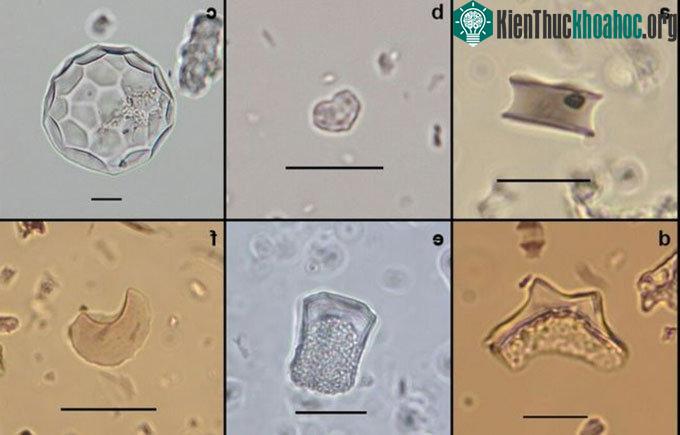 Các phytolith được tìm thấy trên đảo rừng