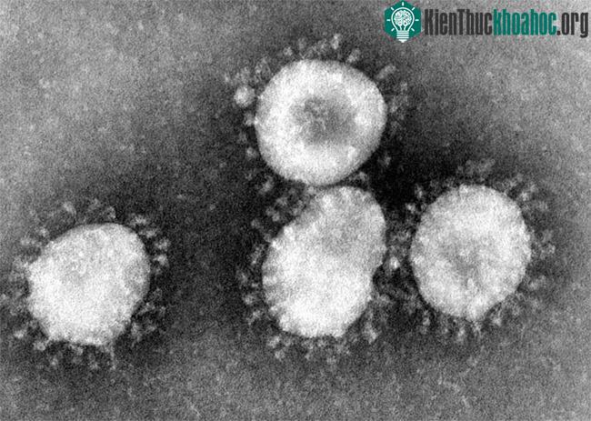 Virus corona.