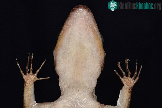 C. phnomchiensis có các ngón chân dài và cong.