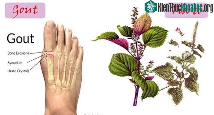 Tía tô cũng có tác dụng lợi tiểu, kích thích mạnh tuyến tuyến mồ hôi giúp đào thải lượng acid uric ra ngoài.
