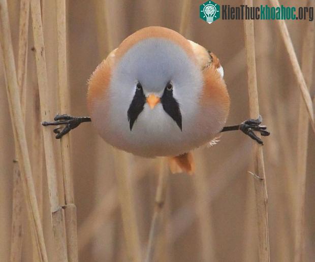 Bearded Reedling thích nghỉ ngơi bằng cách… xoạc chân và giữ thăng bằng giữa 2 nhánh cây như thế này