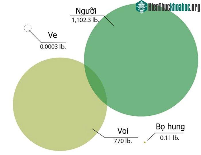 Vòng thứ hai: So sức nâng