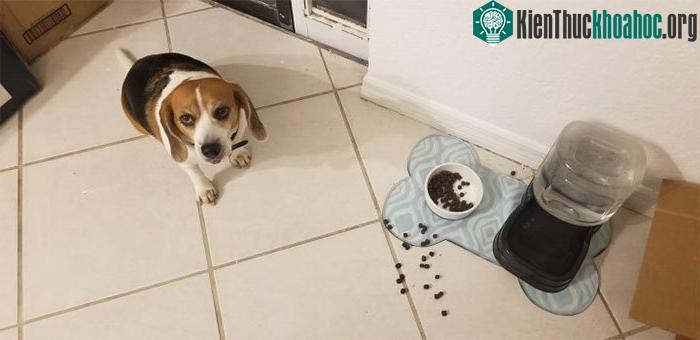 Nếu bạn đột ngột hết thức ăn cho chú chó cưng, tốt nhất hãy cho chúng một tô thức ăn của người.
