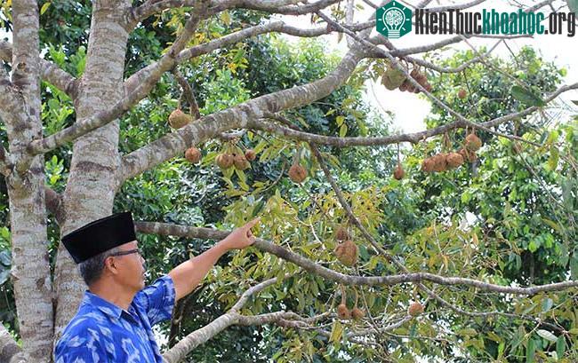 Cây sầu riêng không gai trên đảo Lambok.