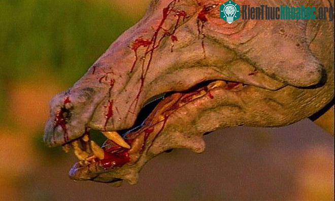 Với kích thước khổng lồ và vẻ ngoài xấu xí, chúng luôn có thể khiến những kẻ săn mồi khác sợ hãi