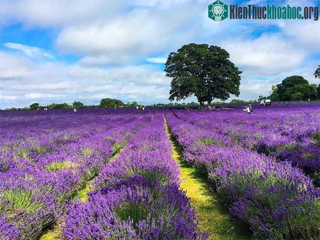 Trang trại hoa oải hương Mayfield ở Banstead, Anh, trải rộng 25 mẫu.