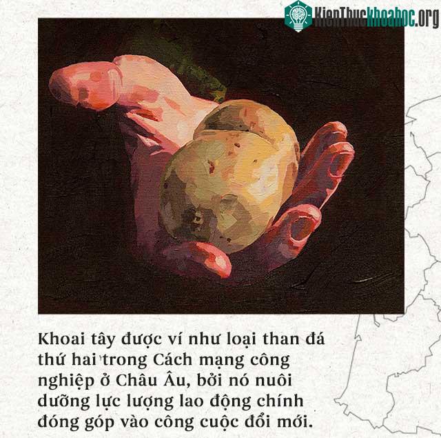 Khoai tây khi đó được ví như một loại than đá thứ hai trong Cách mạng công nghiệp ở châu Âu