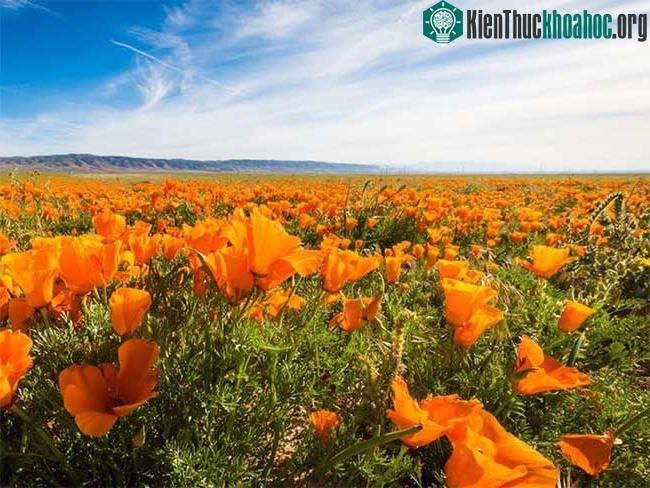 Thảm hoa poppy màu cam rực rỡ.
