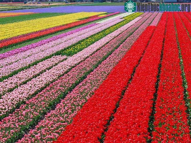 Hơn 7 triệu bông hoa tulip đủ sắc màu nở từ cuối tháng 3 đến giữa tháng 5 ở Vườn Keukenhof