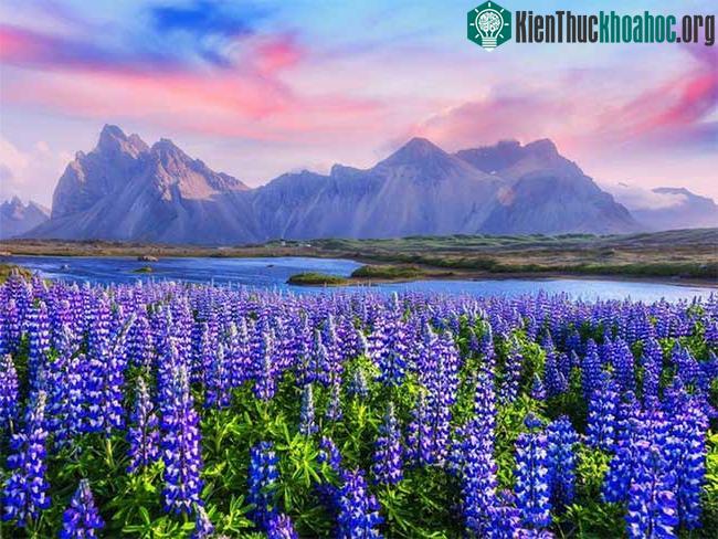 Hoa Lupin nở khắp Iceland vào mùa hè
