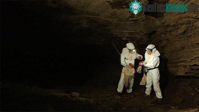 Tại sao dơi là thủ phạm bùng phát của nhiều đại dịch toàn cầu? ảnh 2