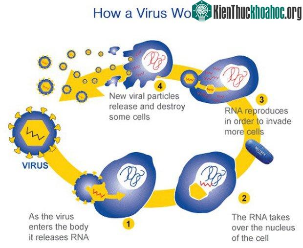 Do cấu trúc đơn giản, virus buộc phải tìm kiếm một vật chủ ký sinh để lây lan và nhân lên.