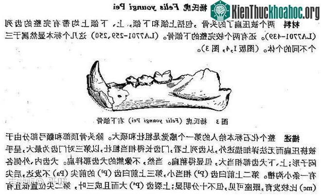 Yang's Tiger: Sư tử bản địa của Trung Quốc nhưng lại được gọi là hổ ảnh 2