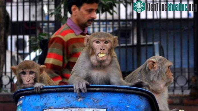Người dân thành phố và động vật sống cùng nhau.