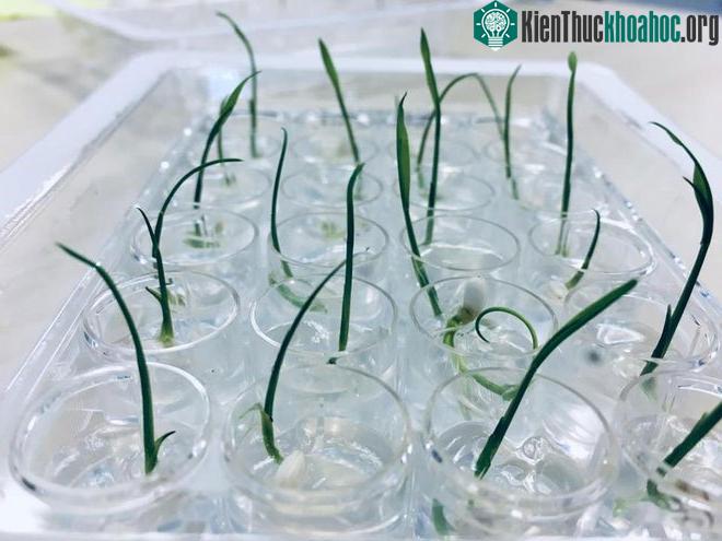 Ngoài gạo, Agrisea đang nhắm tới ngô, lúa mì, lúa mạch, đậu nành và nhiều loại rau khác nữa.