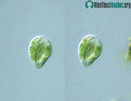 Collodictyon triciliatum