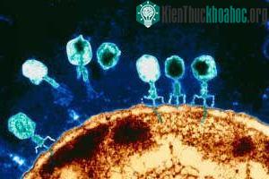 Hệ thống CRISPR sẽ cắt các DNA của các virus nguy hiểm tới các thực thể khuẩn.