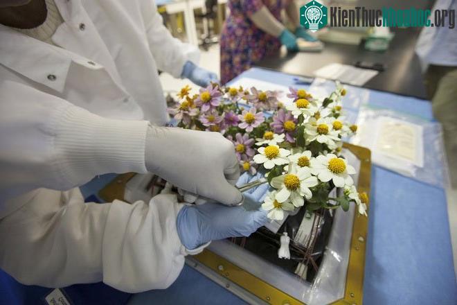 Các loại thực phẩm tươi có thể theo tên lửa chở hàng đến các trạm.